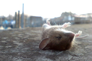 Tote Maus, Konstanz, Hafen, Februar 2006